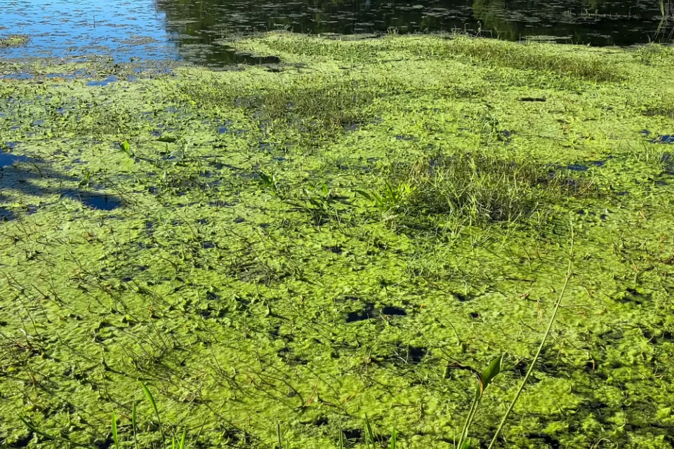 Toxic Algae Bloom